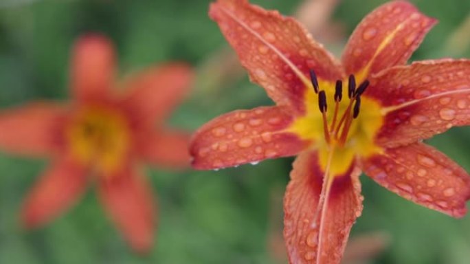 橙色Hemerocallis花