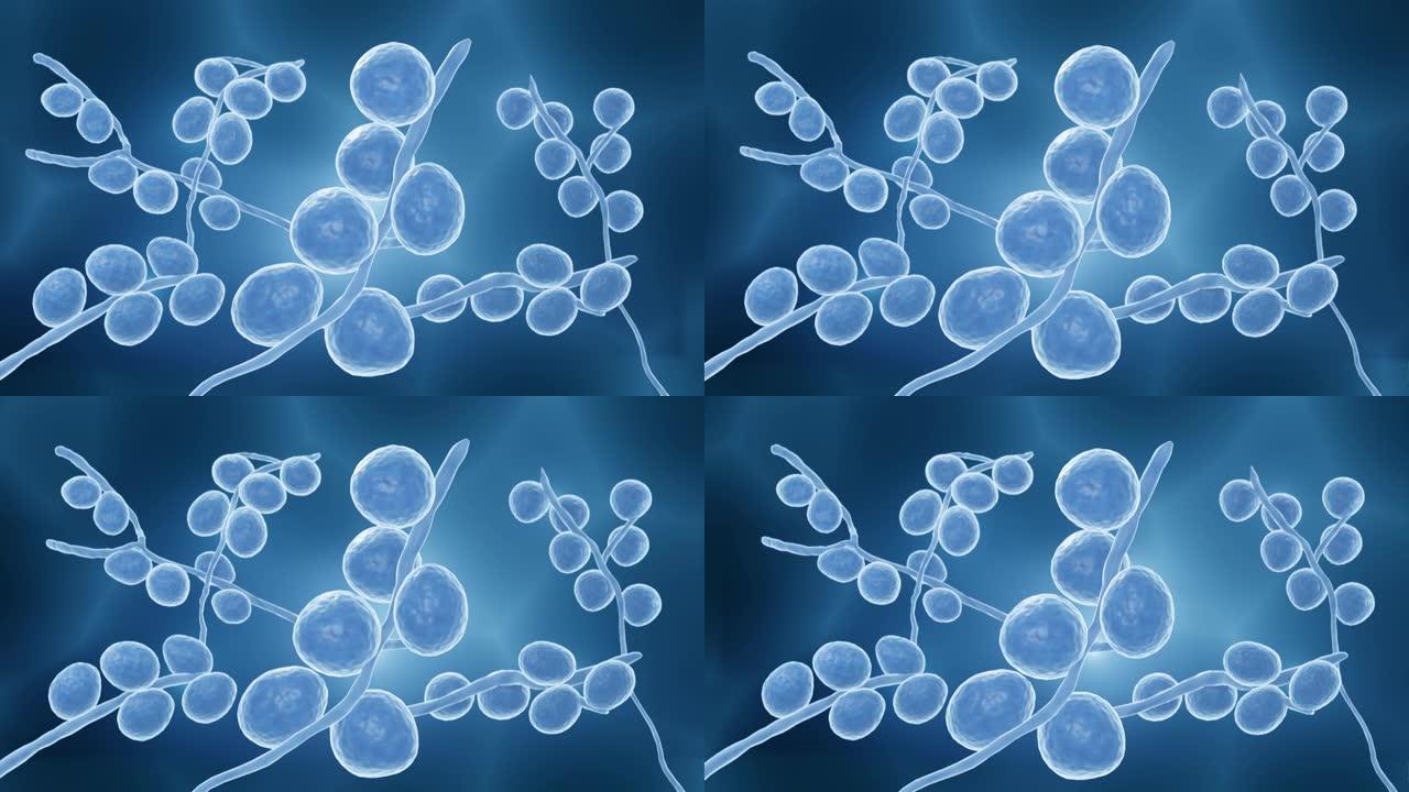 假丝酵母，病原真菌动画