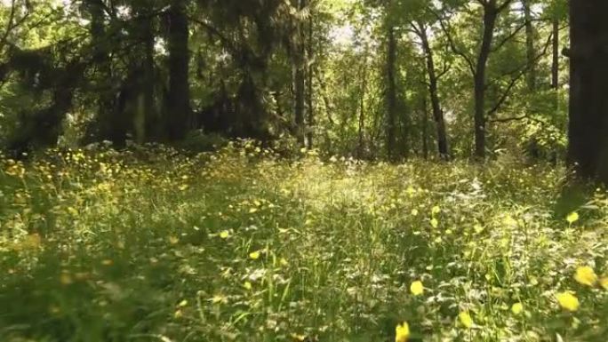 穿过黄色花朵的林间空地向前走