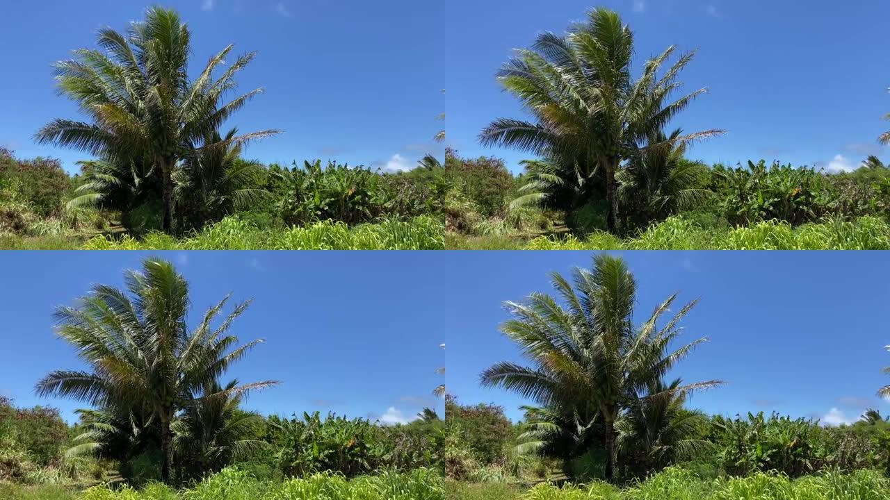 夏威夷摇曳的椰树