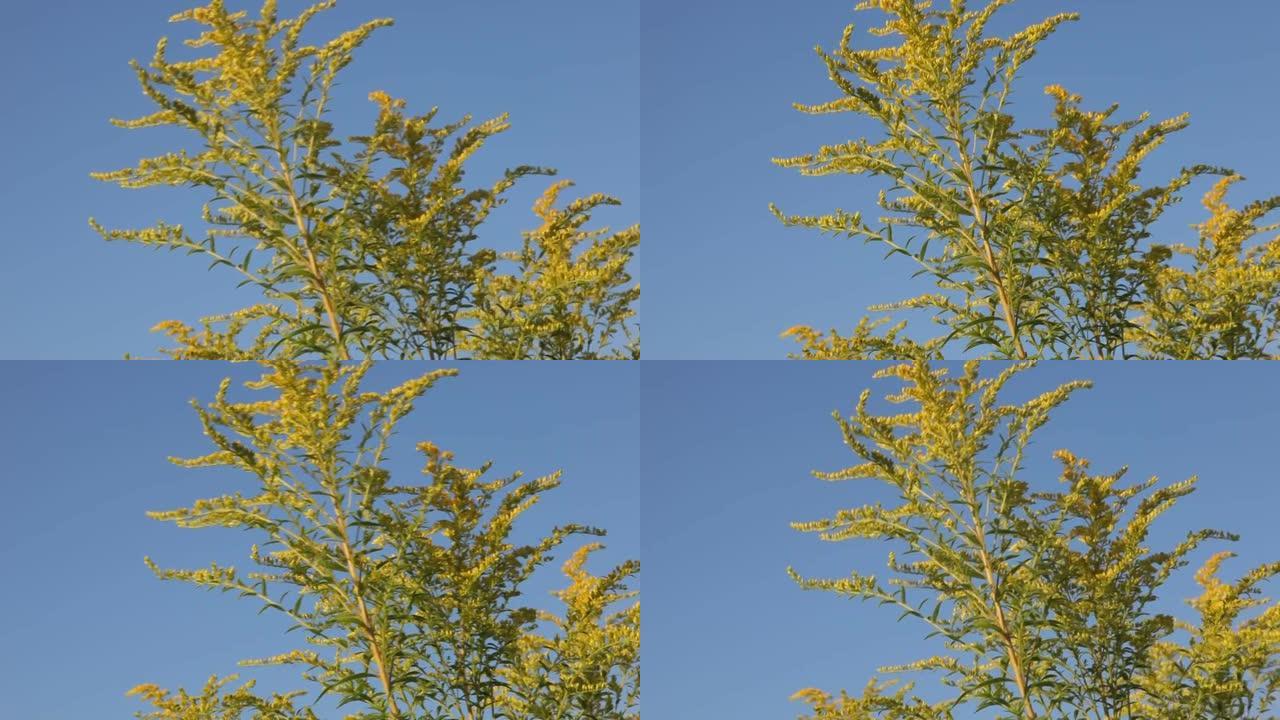 一枝黄花在风中，顶着蓝天。