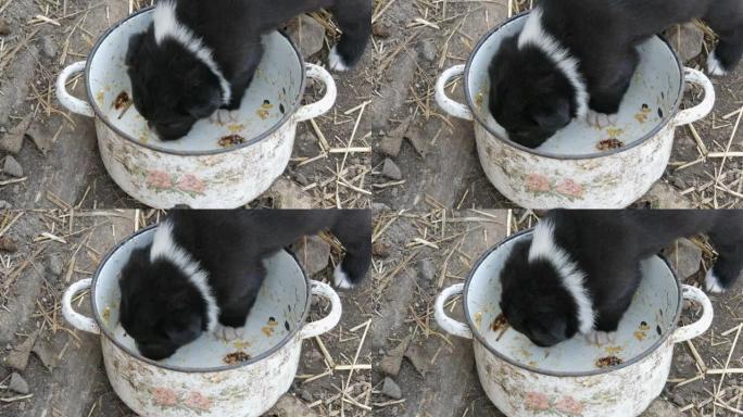 饥饿的小小狗舔锅里的食物残渣
