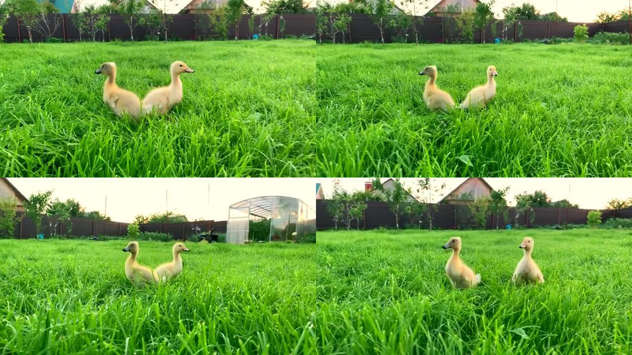 两只黄色的小鸭子在绿草如茵的草地上行走。家禽。在农场耕种。草坪上的鸭子。健康的动物。鸟类保护。人与自
