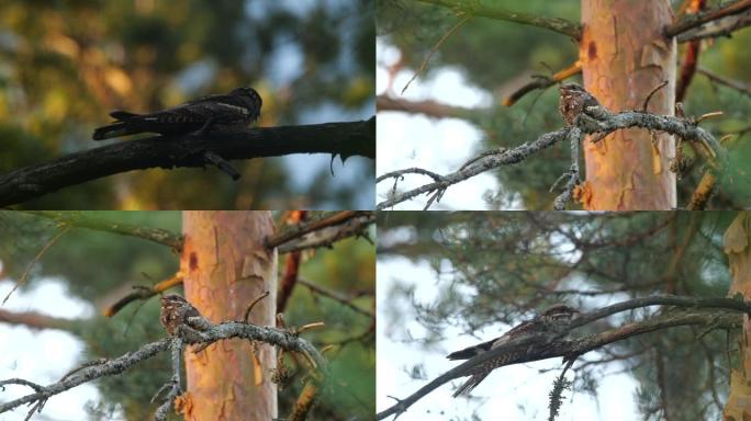 欧洲夜鹰 (Caprimulgus europaeus) -唱歌的鸟