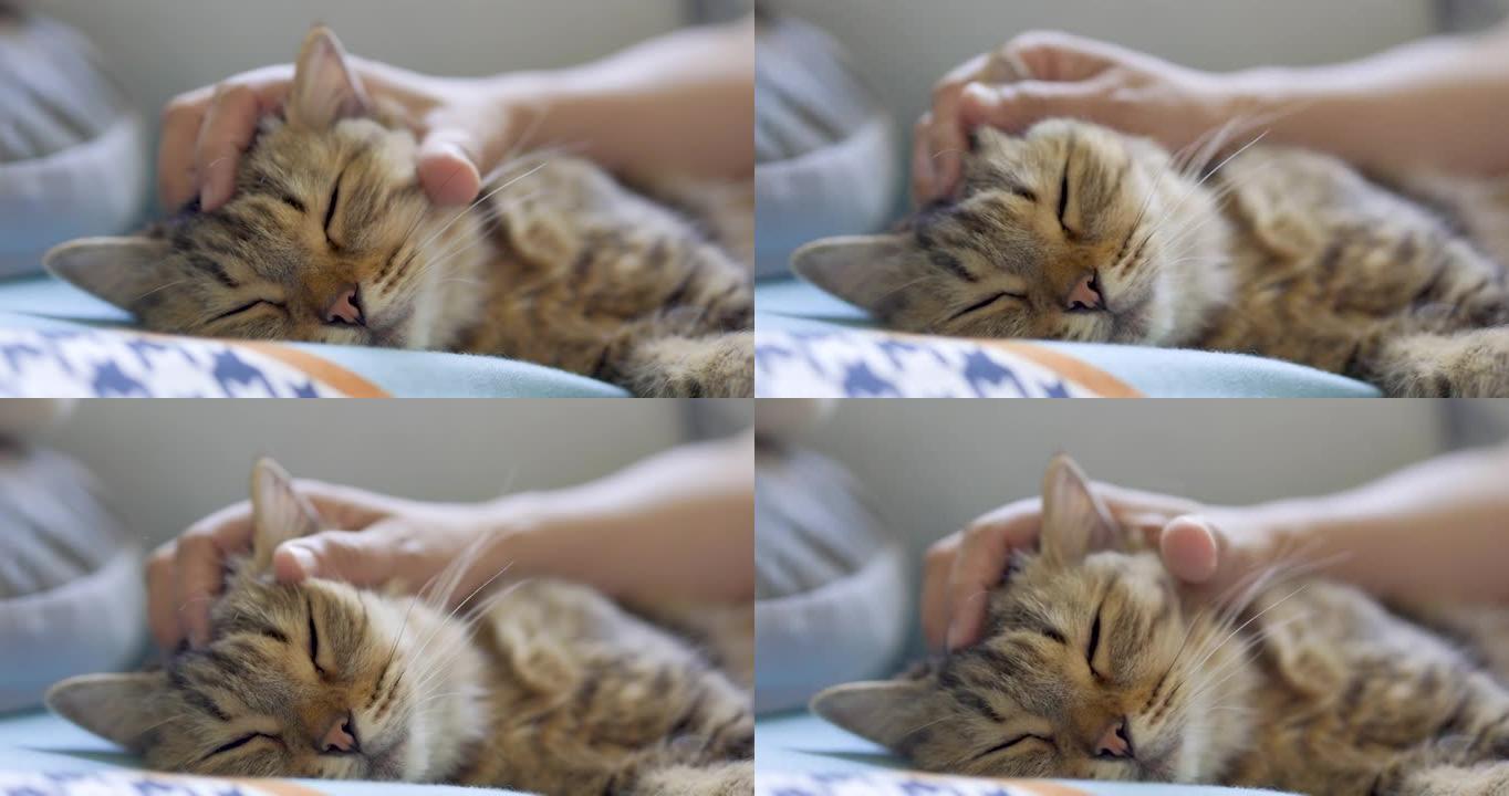 猫睡觉和女人在脸上按摩
