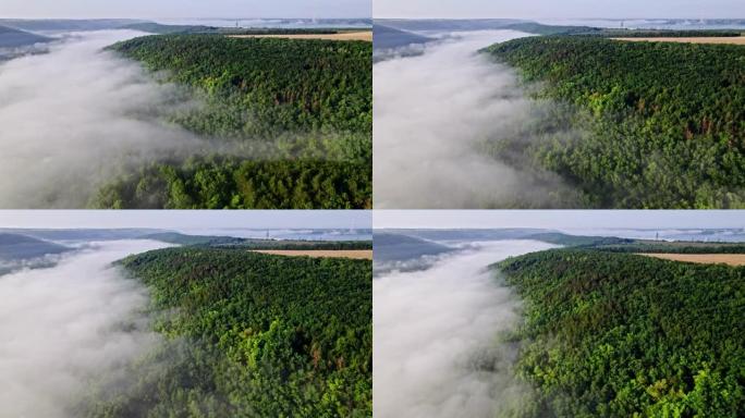 绿色山林的空中无人机视图。在浓雾之上飞行。奇妙的初夏有雾的早晨，平静的背景，放松，地球之美，自然概念