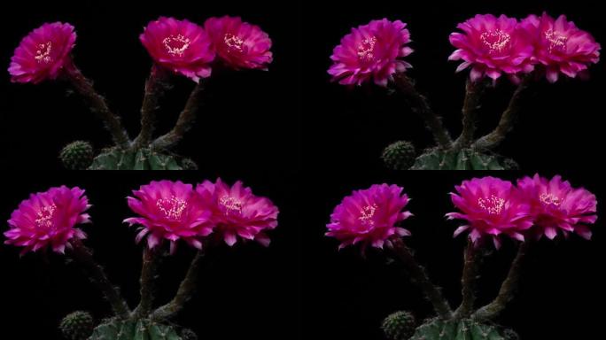 粉红色五颜六色的花朵盛开的紫锥菊仙人掌开放的时间间隔