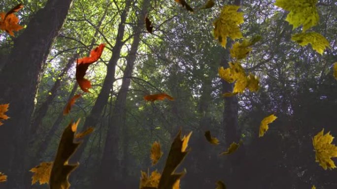 多片叶子落在秋树上的动画