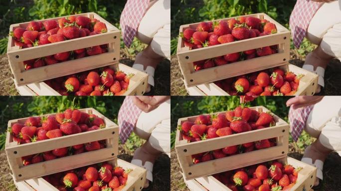 女孩将成熟的草莓放在木箱中，特写镜头