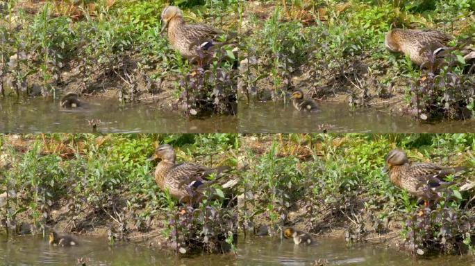 春天，在英国南部一个大湖的浅水里，一只绿头鸭带着它的幼雏在整理羽毛