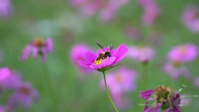 蜜蜂摇曳的花花头开放的花卉