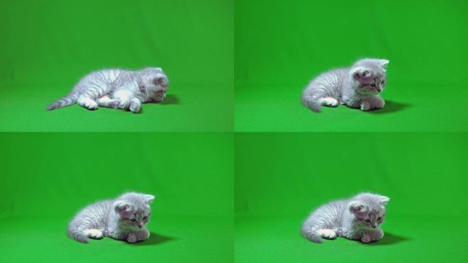 有趣的小灰色折叠苏格兰小猫小猫在绿屏背景上玩。