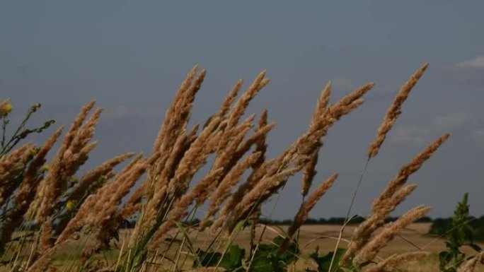 蒲苇草蓬松的小穗在天空背景下随风摇摆