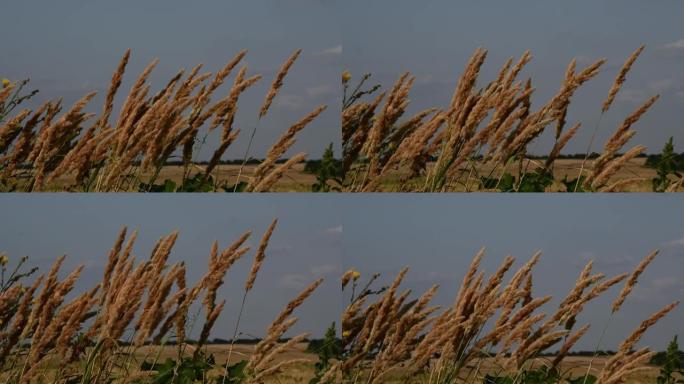 蒲苇草蓬松的小穗在天空背景下随风摇摆