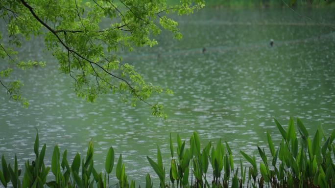 春天杭州乌龟潭阴雨天植物绿色自然