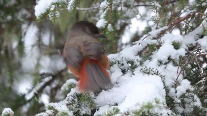 好奇的针叶林鸟西伯利亚鸟，在库萨莫附近一个下雪的冬天，Perisoreus infaustus坐在树
