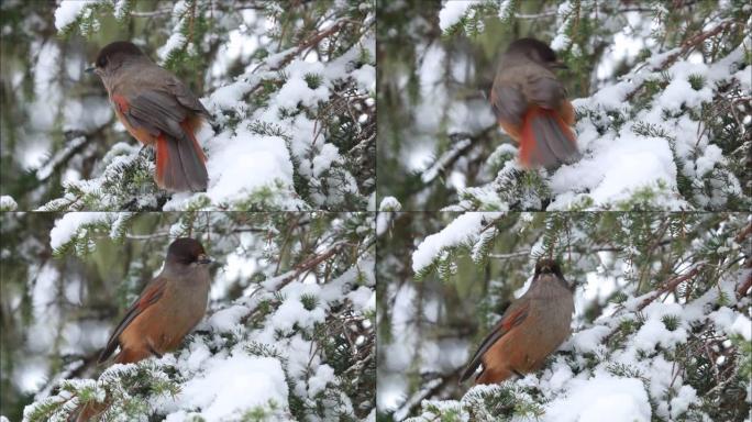 好奇的针叶林鸟西伯利亚鸟，在库萨莫附近一个下雪的冬天，Perisoreus infaustus坐在树