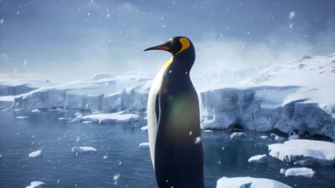帝企鹅站在冰川上，欣赏冬天的日出。冬季自然条件下巨大的高冰川。该动画非常适合自然和动物背景。