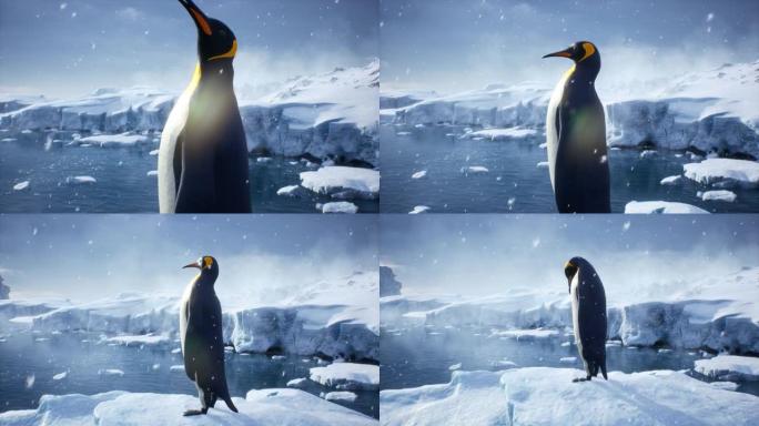 帝企鹅站在冰川上，欣赏冬天的日出。冬季自然条件下巨大的高冰川。该动画非常适合自然和动物背景。