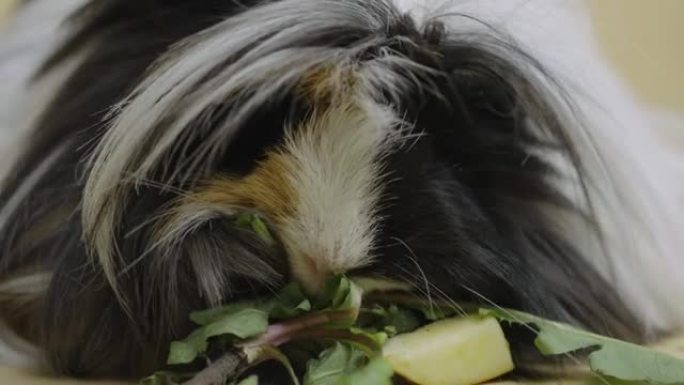 蓬松的雪莲豚鼠在工作室里吃米色背景上的绿色蒲公英叶子。黑色和白色的驯服宠物，长长的美丽的头发在可触摸