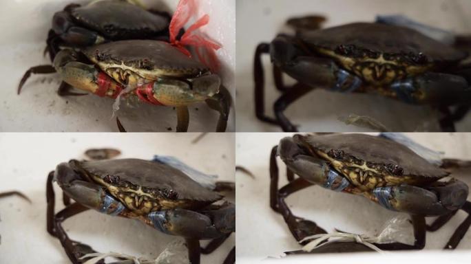 泡沫盒中的新鲜螃蟹特写，用绳子绑在盒子中的活螃蟹特写