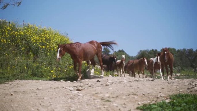 野外的马。低角度超级慢动作拍摄。自由野生动物种马路过相机自由在自然。自由动物主题概念