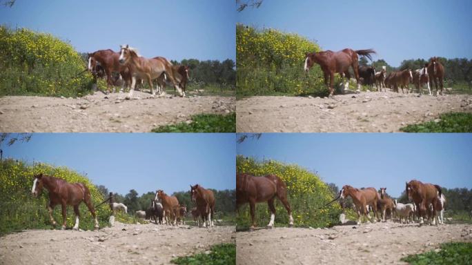 野外的马。低角度超级慢动作拍摄。自由野生动物种马路过相机自由在自然。自由动物主题概念