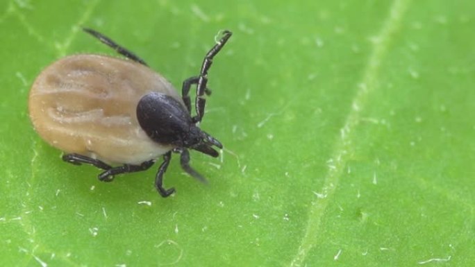 肩胛骨Ixodes tick宏。臃肿的寄生虫喝醉了血，危险的虫螨。脑炎，莱姆病感染。