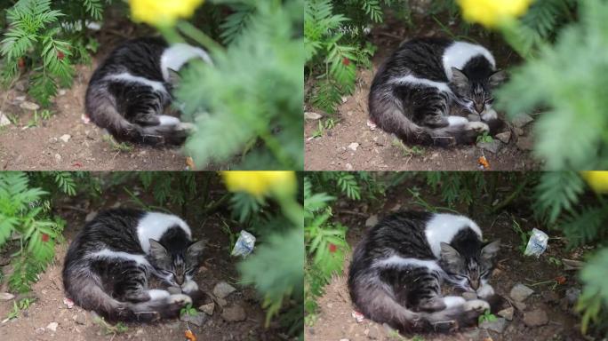 小猫睡在后院
