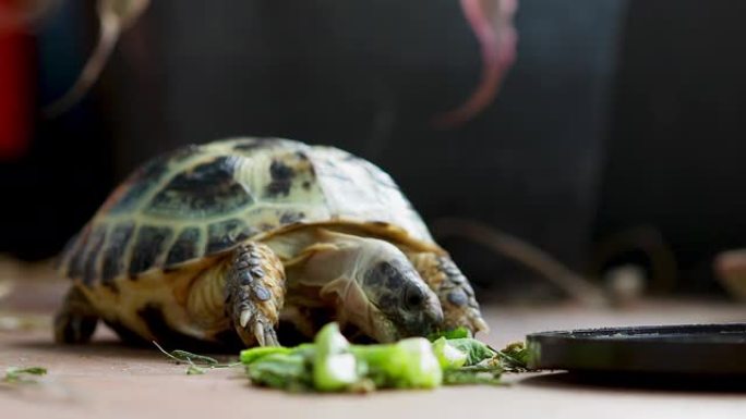 俄罗斯陆龟吃蔬菜。