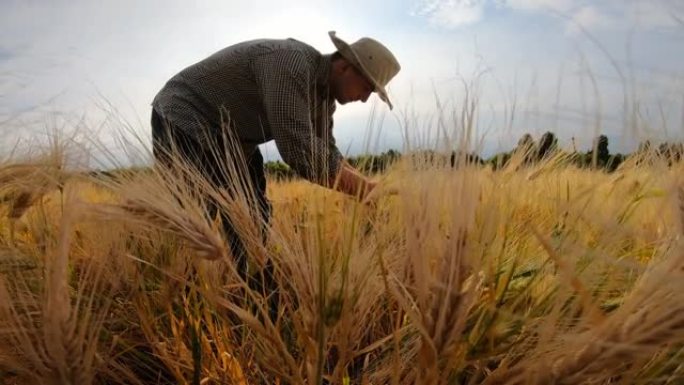 在阳光明媚的夏日，年轻的农学家站在谷物草地上，探索成熟的大麦秸秆。一位男农民正在田里检查麦穗。农业经