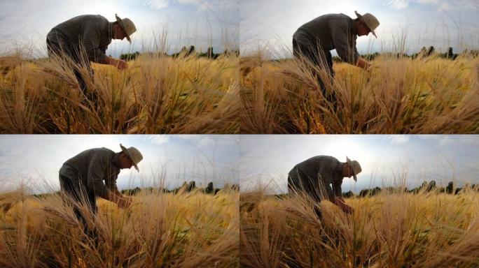 在阳光明媚的夏日，年轻的农学家站在谷物草地上，探索成熟的大麦秸秆。一位男农民正在田里检查麦穗。农业经
