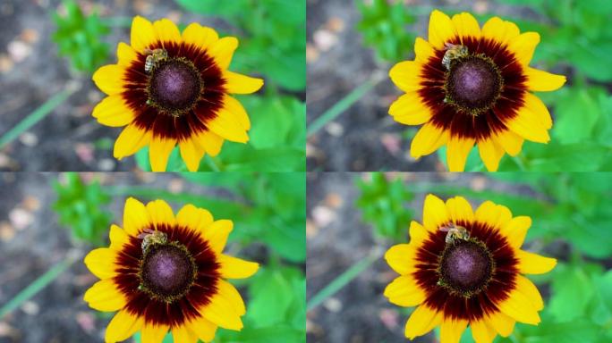 在阳光明媚的夏日里，小努力工作的蜜蜂在花园里采集黄色红花花粉的宏观照片。