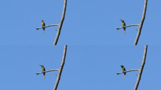 栖息在树枝上的绿色食蜂鸟。