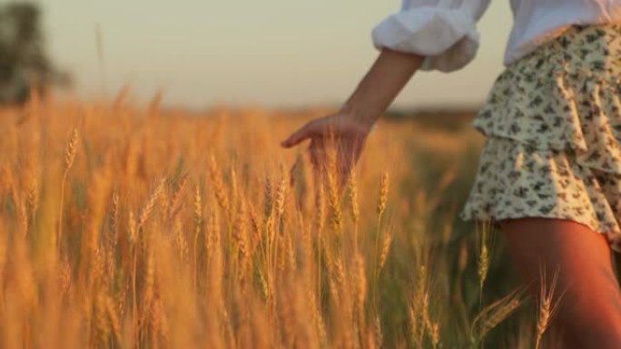 穿着裙子的年轻女子走过成熟的麦田，用手抚摸着金色的穗状花序