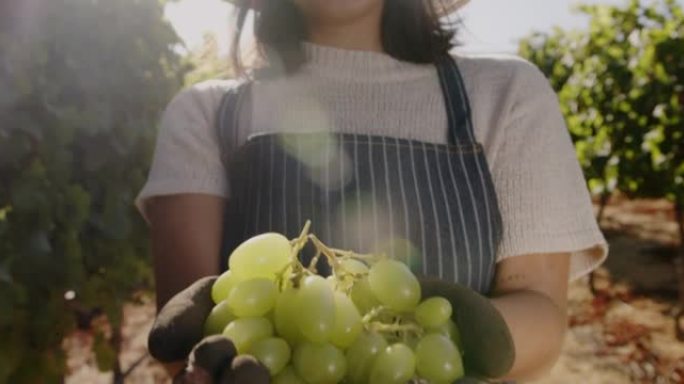 4k视频片段，一名年轻女子在葡萄园里拿着葡萄