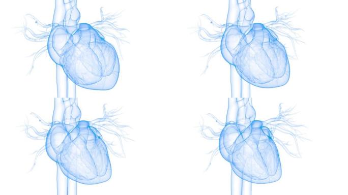 人体循环系统心脏跳动解剖动画概念