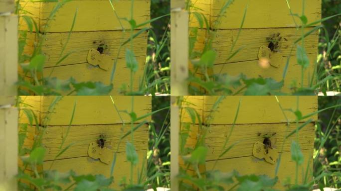 蜜蜂通过一个特殊的洞进入蜂巢。蜜蜂之家。