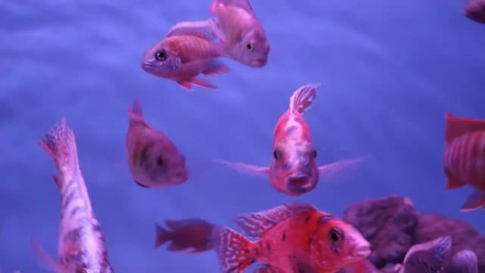 视频从左向右移动丽鱼科鱼在鱼缸中灵活地游泳