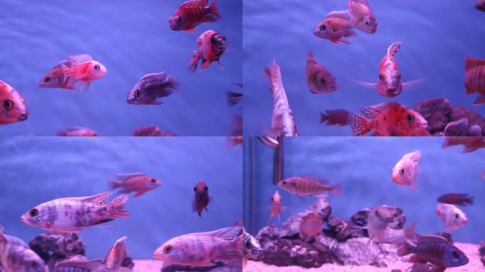 视频从左向右移动丽鱼科鱼在鱼缸中灵活地游泳