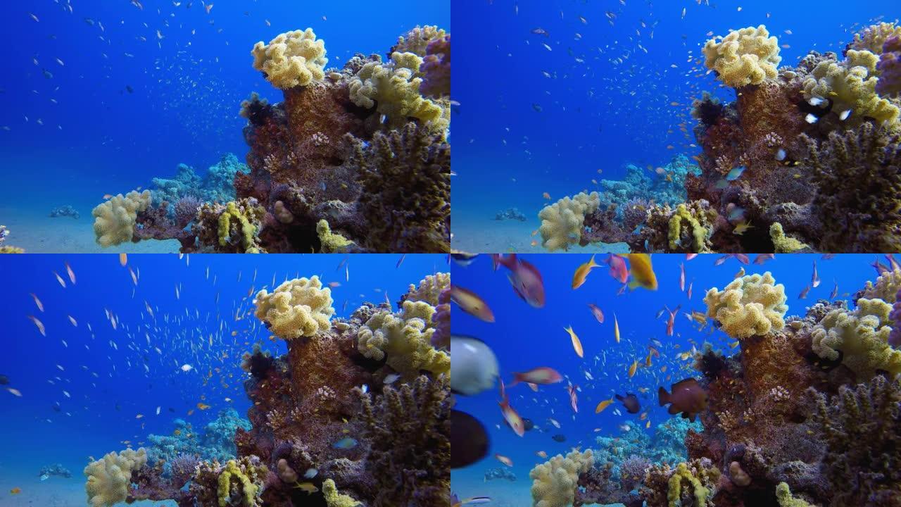 热带珊瑚礁氛围