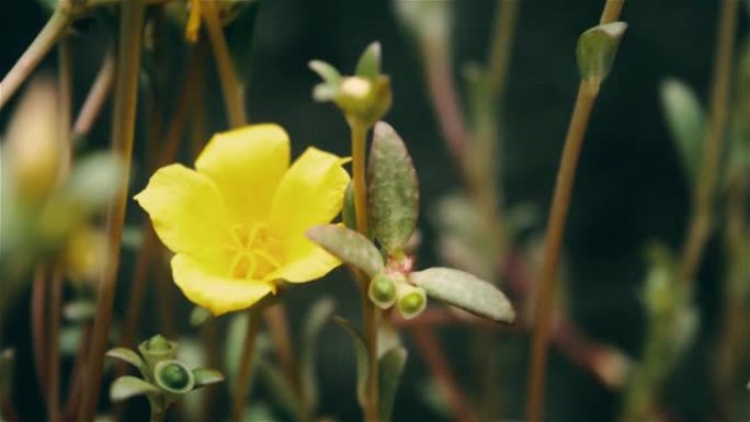 Tecoma stans黄铃热带花特写。模糊聚焦bokeh运动。自然背景镜头。