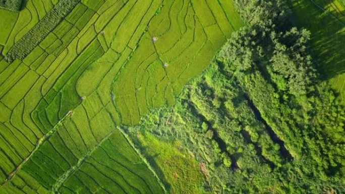 鸟瞰图的农业领域田野种植业产量农田