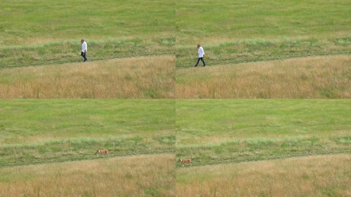 一个男人和一只棕色的狗在草地上散步