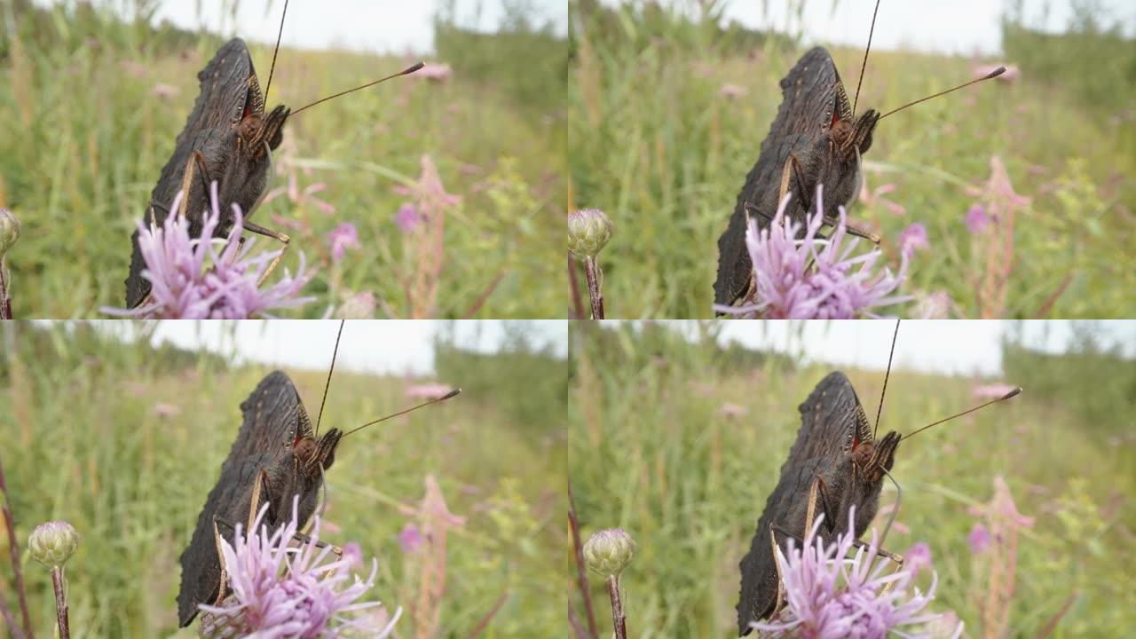 爱沙尼亚孔雀蝴蝶的正面特写