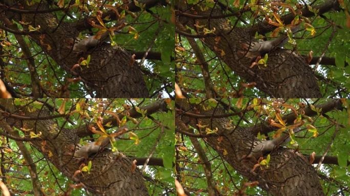 红头发蓬松松鼠坐在公园的树上。晴天在秋天的森林里散步。观察公园里的动物。自然壁纸，美丽的风景，秋天的