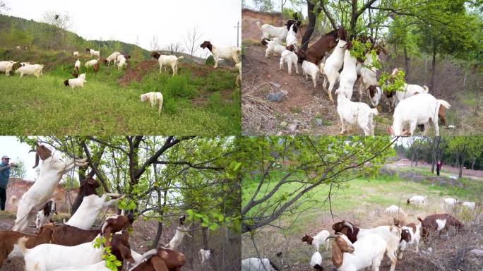4K拍摄山羊羊群吃草吃树叶