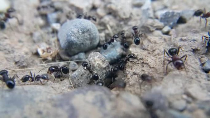 身体发亮的蚂蚁。工蚁进出巢穴，然后有一个更大的蚂蚁守卫从巢穴出来。