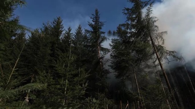 燃烧的松树林产生巨大的烟雾