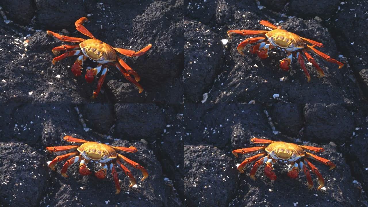 加拉帕戈斯群岛上的莎莉·莱特富特蟹在岩石上进食和行走。又名Graspus Graspus和Red R